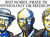 Nobel Y sinh 2017 về tay người Mỹ