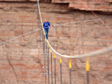 Nik Wallenda lập kỷ lục băng qua Grand Canyon trên dây cáp